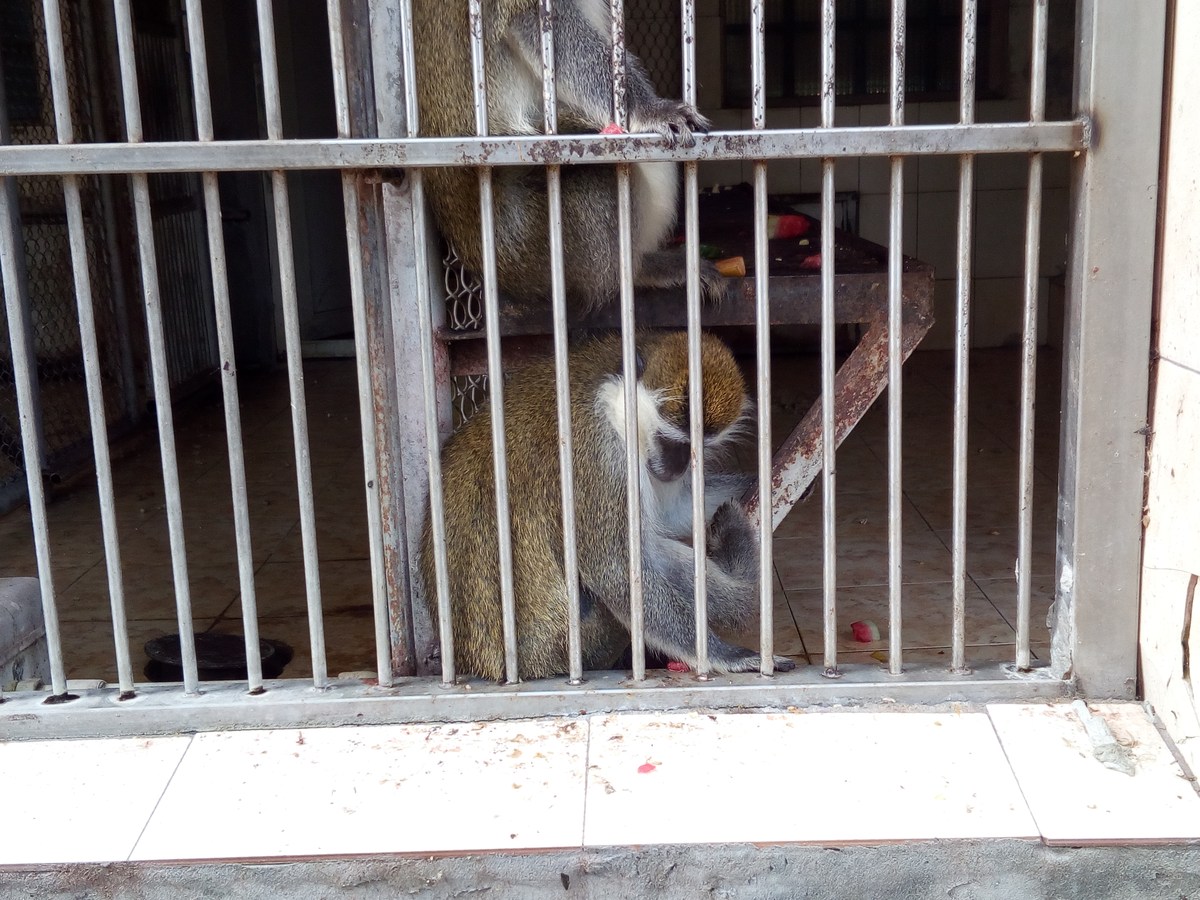 Макак резус (Macaca mulatta). Сухумский обезьяний питомник.