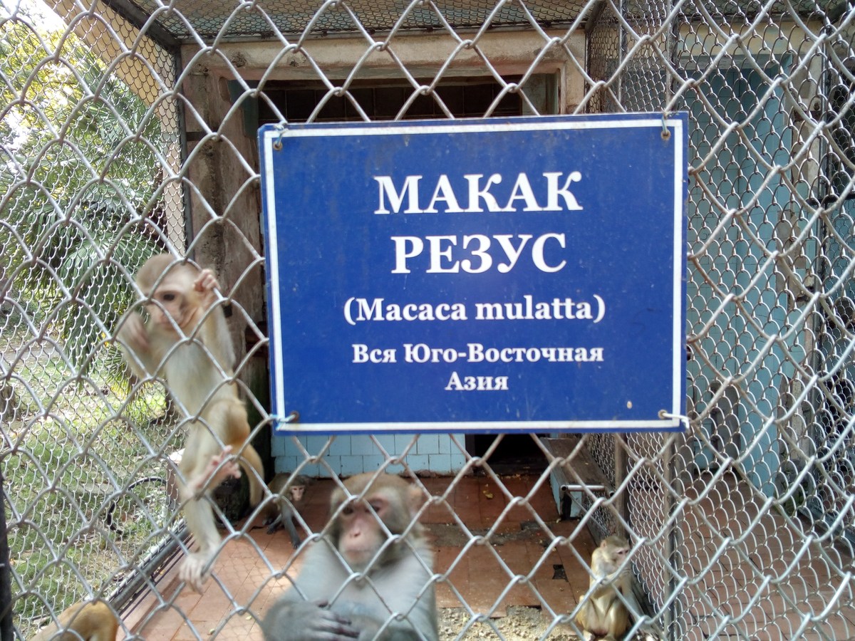 Макак резус (Macaca mulatta). Сухумский обезьяний питомник.