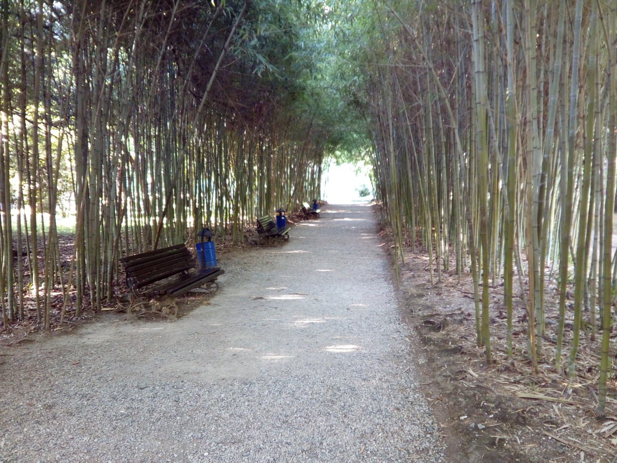Дорога в бамбуках. Сухумский ботанический сад.