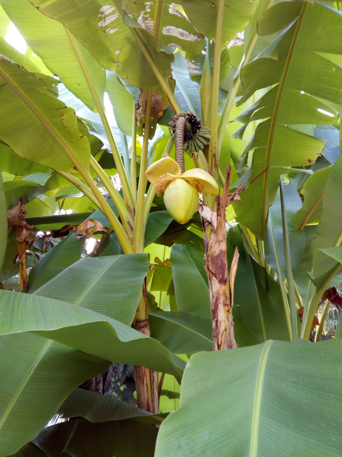 Банан японский. Сухумский ботанический сад.