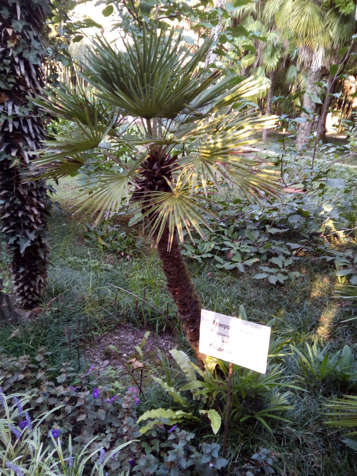 Хамеропс низкий. Сухумский ботанический сад.