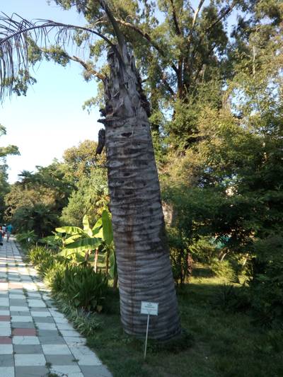 Сухумский ботанический сад. Абхазия.