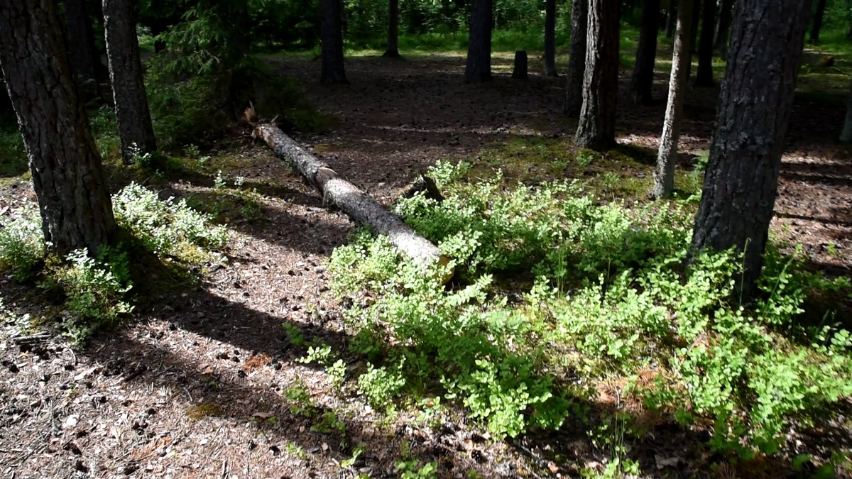  Эстония. Пикниковое место Ярви Пярнярве.