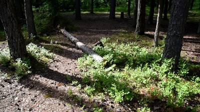 Эстония. Пикниковое место Ярви Пярнярве.
