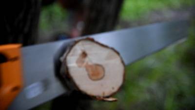 Тестируем разные пилы на тонкие ветки до 10 см.